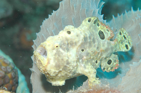 Antennarius ocellatus